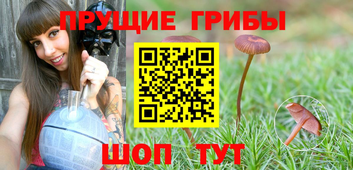 Буйнакск  Галлюциногенные грибы Cubensis  Галлюциногенные грибы Cubensis  Вход с VPN 